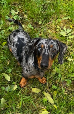 Dachshund – Brian