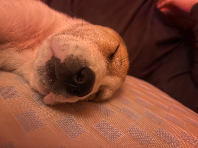 Great Pyrenees – 3 puppies