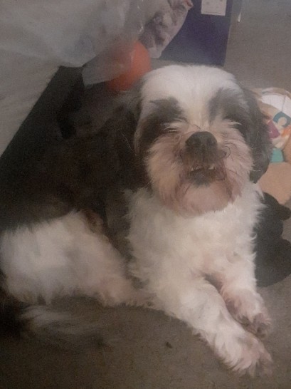 Shih Tzu – Need a home for Bella