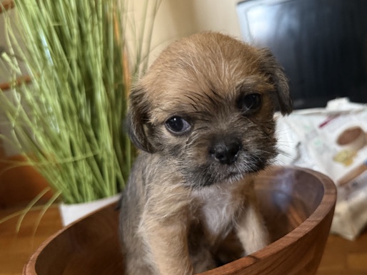 Shih Tzu – Shih Tzu – Eastpointe