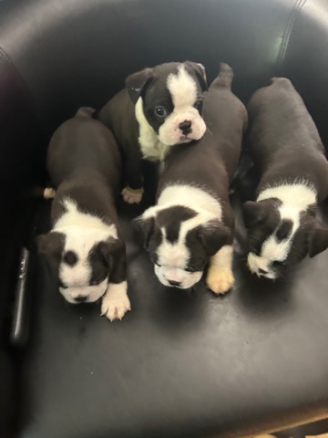 Boston Terrier – Male Boston pups 9 weeks