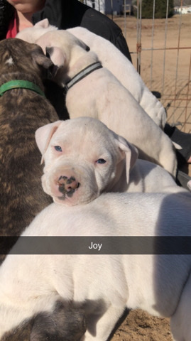 American Pit Bull Terrier – joy