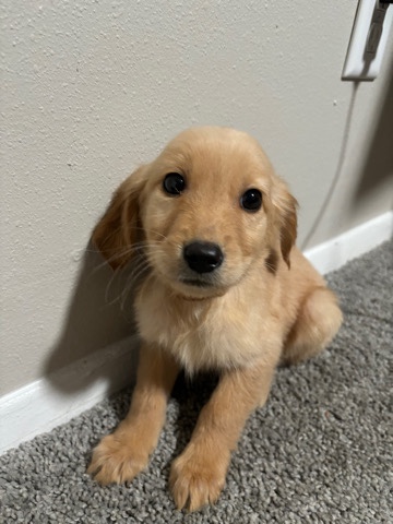 Golden Retriever โ golden retrievers
