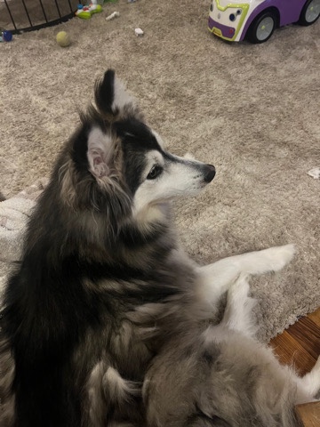 Pomsky