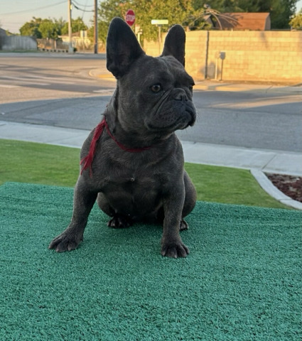 French Bulldog – Frenchie bulldog for sale