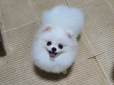 Pomeranian – BM Pomerania Puppy