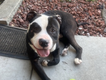 Staffordshire Bull Terrier – American Bully/ Staffordshire – San Jose