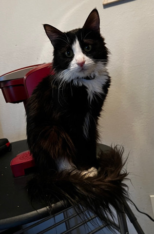 Female cat