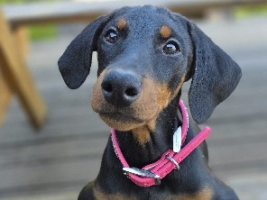 Doberman Pinscher – Doberman Puppies – Spring Valley