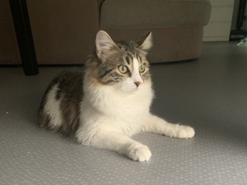 Image of Turkish Angora