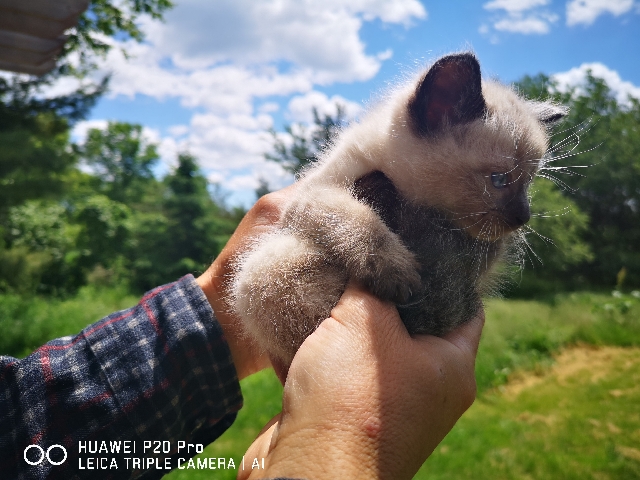 Siamese – Siamese kitten on sale