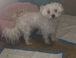 Needs rehome asap
