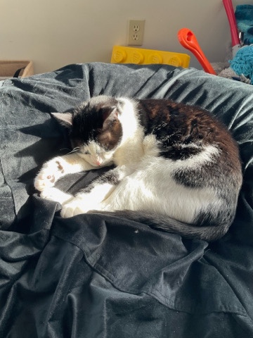 Looking For A Good Home For My Cat