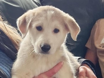 Pyrenean Shepherd – puppies – Grayland