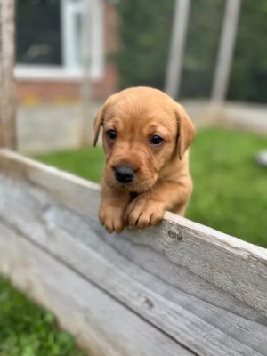 Labrador Retriever – Fabulous Fox Red Puppies – Friant