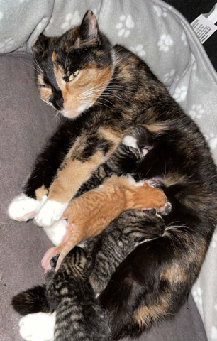 Grey tabby Kittens for sale