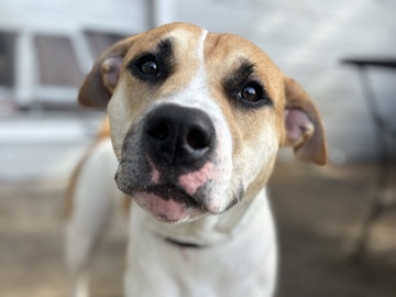American Pit Bull Terrier – Gypsy – Houston