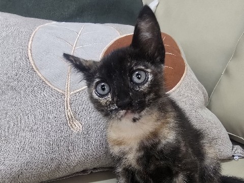 Gatinhos para adoção – Zona Sul | Bosque da Saúde | 1 mês de vida