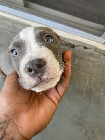 Bulldog – FUlly Breaded pitbull