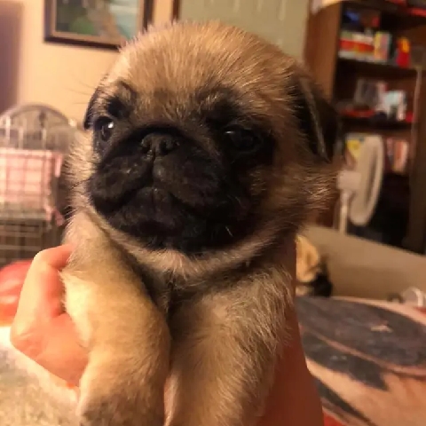 Pug – Fawn pugs
