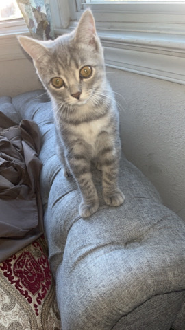 Persian (Modern) – Persian Kitten