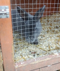 Mini Rex – Blue Mini Rex Doe