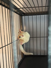 sugar glider