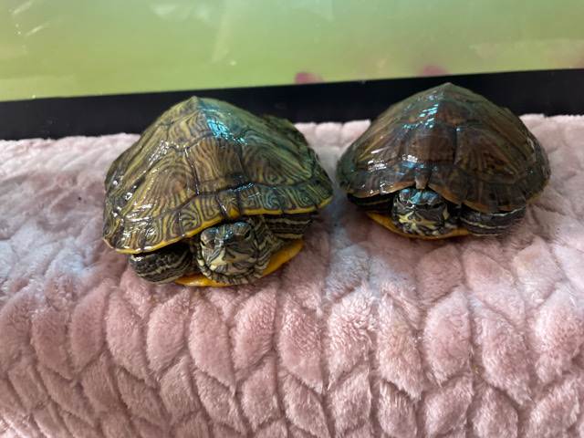 Any – Turtles (Shelby & Sheldon)