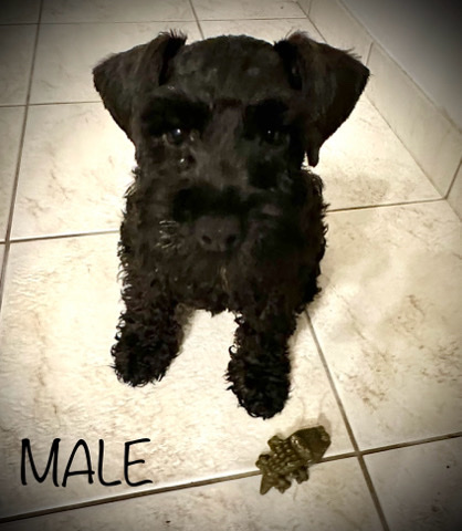 Miniature Schnauzer – Mini Schnauzer Puppies