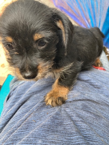 Dachshund – Dachshund Terrier Mix