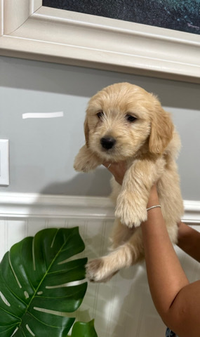 Golden Retriever – Shitzu-Golden Retriever Puppies