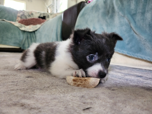 Pomeranian - Pomeranian mix puppies available for adoption in Gulfport