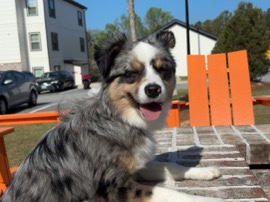 Miniature Australian Shepherd – mini Australian shepherd re homing – Augusta