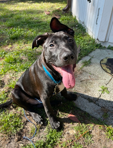 American Pit Bull Terrier – 5 Month old American Pit
