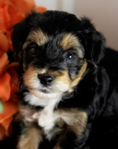 Maltese – maltipoo puppies