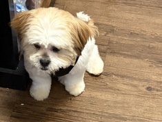 Shih Tzu - 6 month old shih tzu/pomeranian available for adoption in Chicago