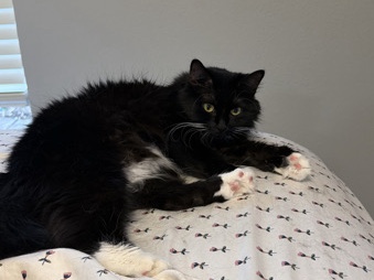 Friendly 3-Year-Old Tuxedo Cat Available for Rehoming in San Antonio – San Antonio