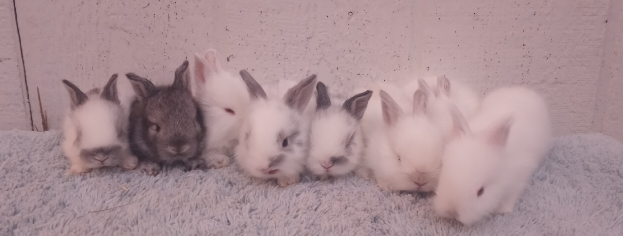 Lionhead – lionlops bunnies