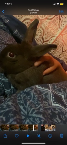 rabbit for sale