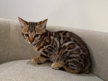 Bengal – Adorable Bengal Kitten for Sale – 2 Months Old – Marietta