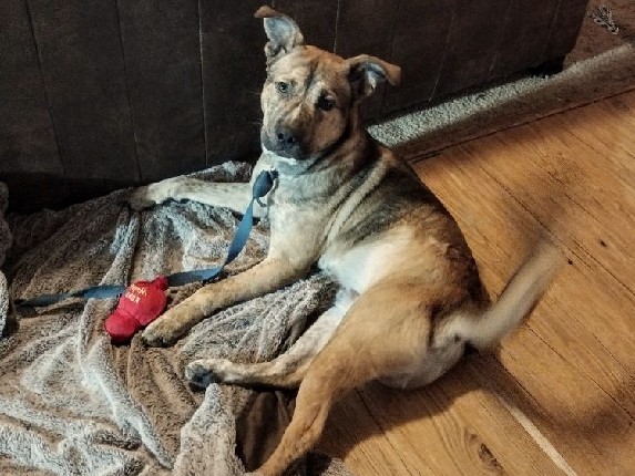 7 month old Akita Mix