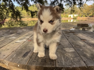 Siberian Husky – SIBERIAN HUSKY