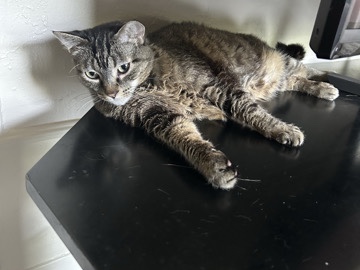 Friendly Female Cat In Need Of A New Home – Salt Lake City