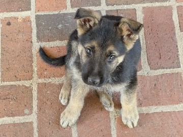 German Shepherd – German Shepherd puppy – Atlanta