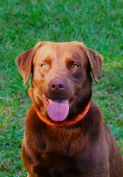 Labrador Retriever – AKC Labrador Retrievers