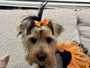 Yorkshire Terrier – Friendly Female Yorkshire Terrier – 1 Year Old in Harper Woods – Harper Woods
