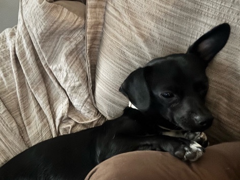 Dachshund – Extremely sweet Chiweenie – Allen
