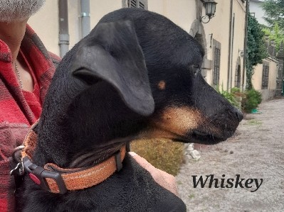 Image of Segugio Italiano