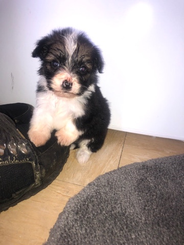 English Toy Terrier (Black & Tan) – terrier puppies
