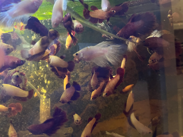 Betta - betta fish available for adoption in Palm Springs